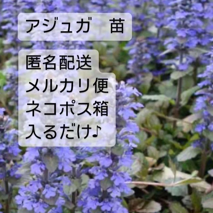 匿名配送ネコポス】アジュガ苗 ネコポス箱はいるだけ♪ - メルカリ