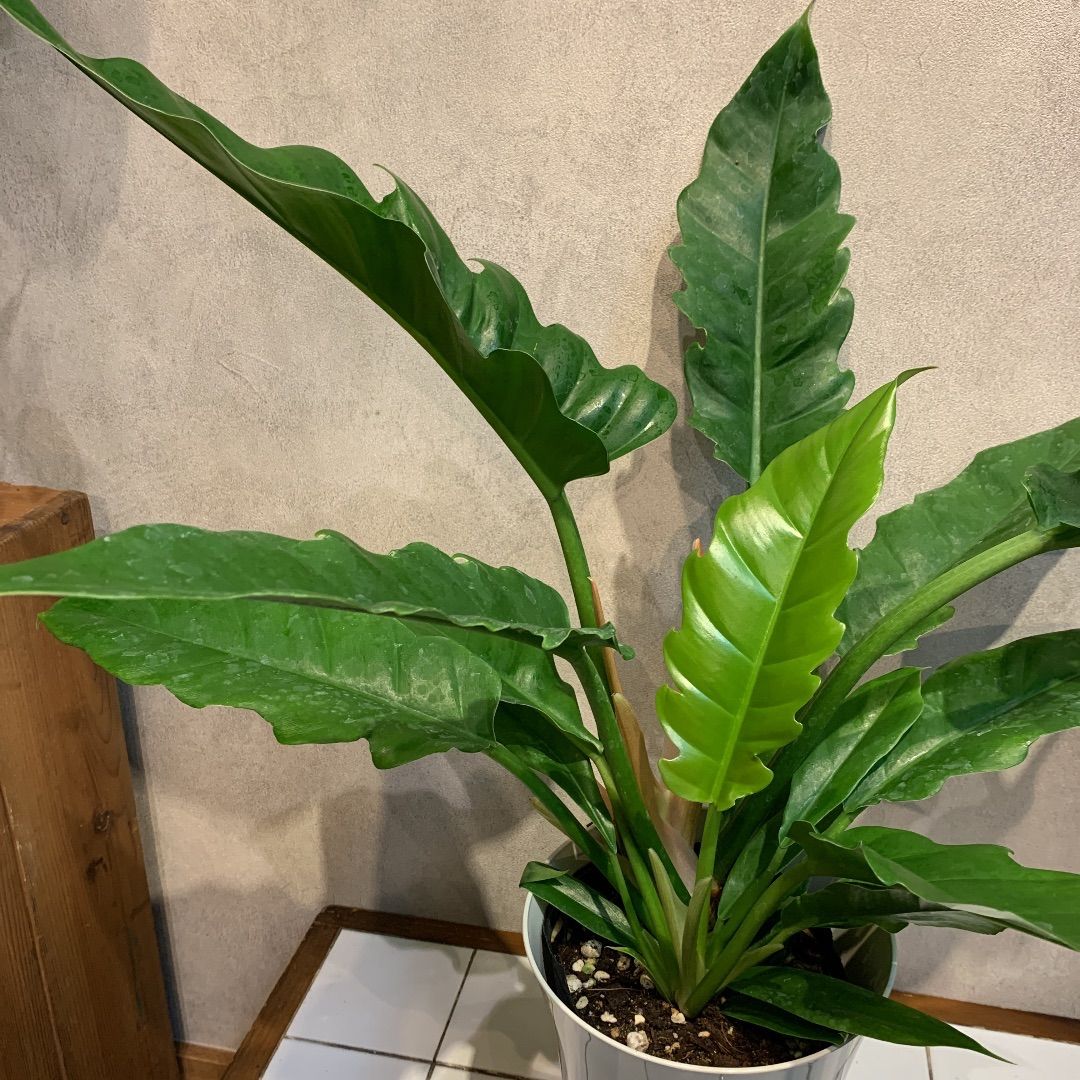 希少種‼️タイ産 本ナロー 150葉 メルカリ便 ミクロソリウム 本ナロー 大量 - メルカリ