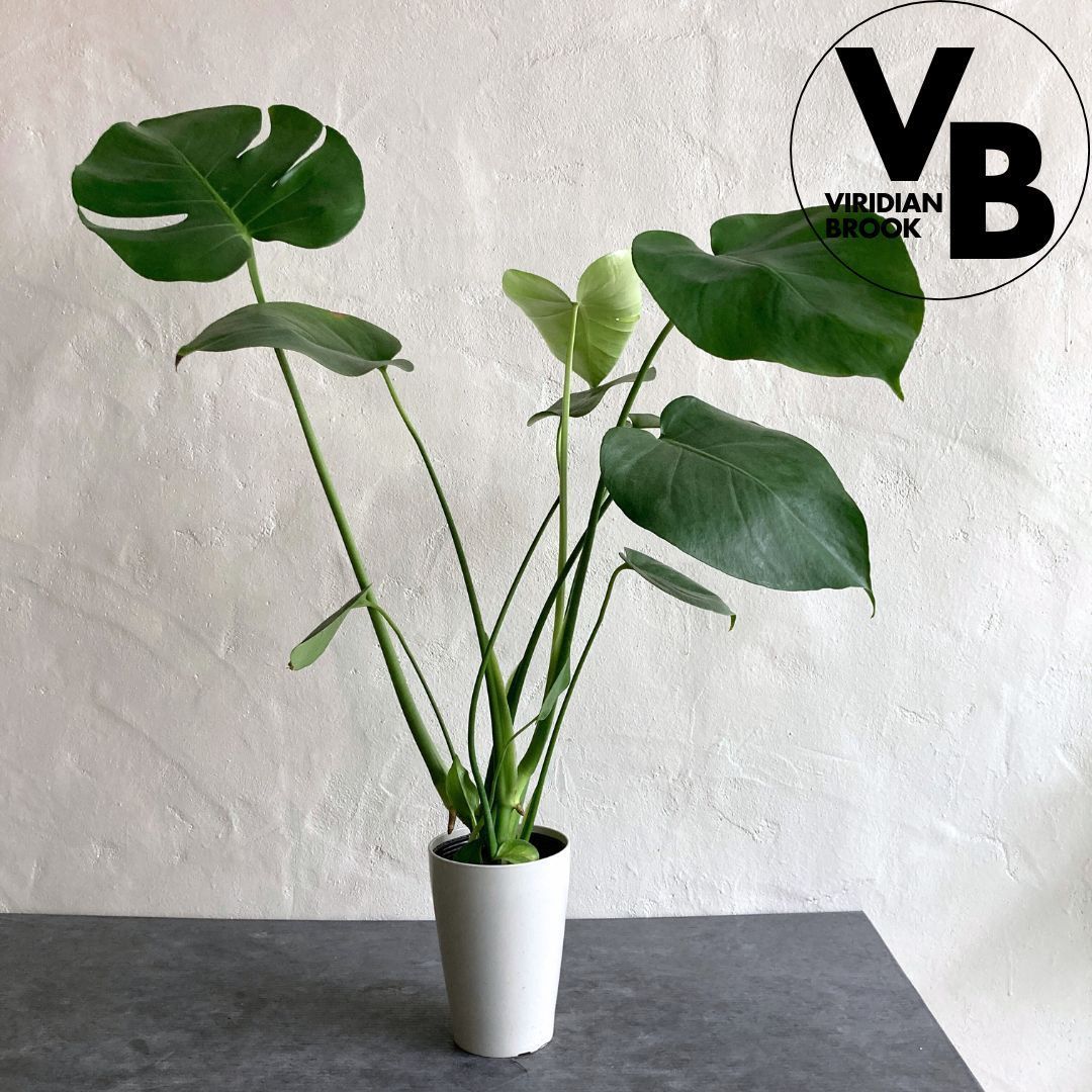 京焼 宮川香雪 宮川香せつ 色絵 最新 抹茶 茶碗 金銀泥 茶道具 生活