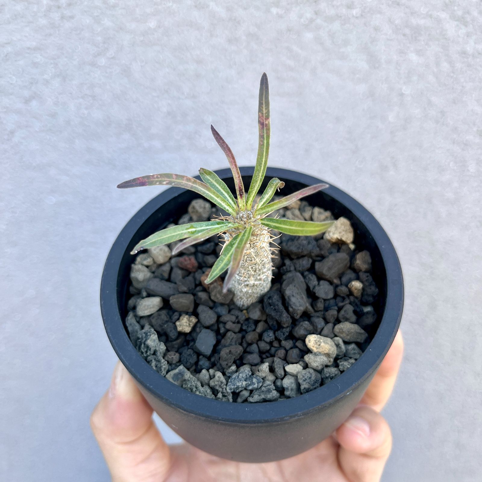 パキポディウム・グラキリス 実生株｜Pachypodium rosulatum var