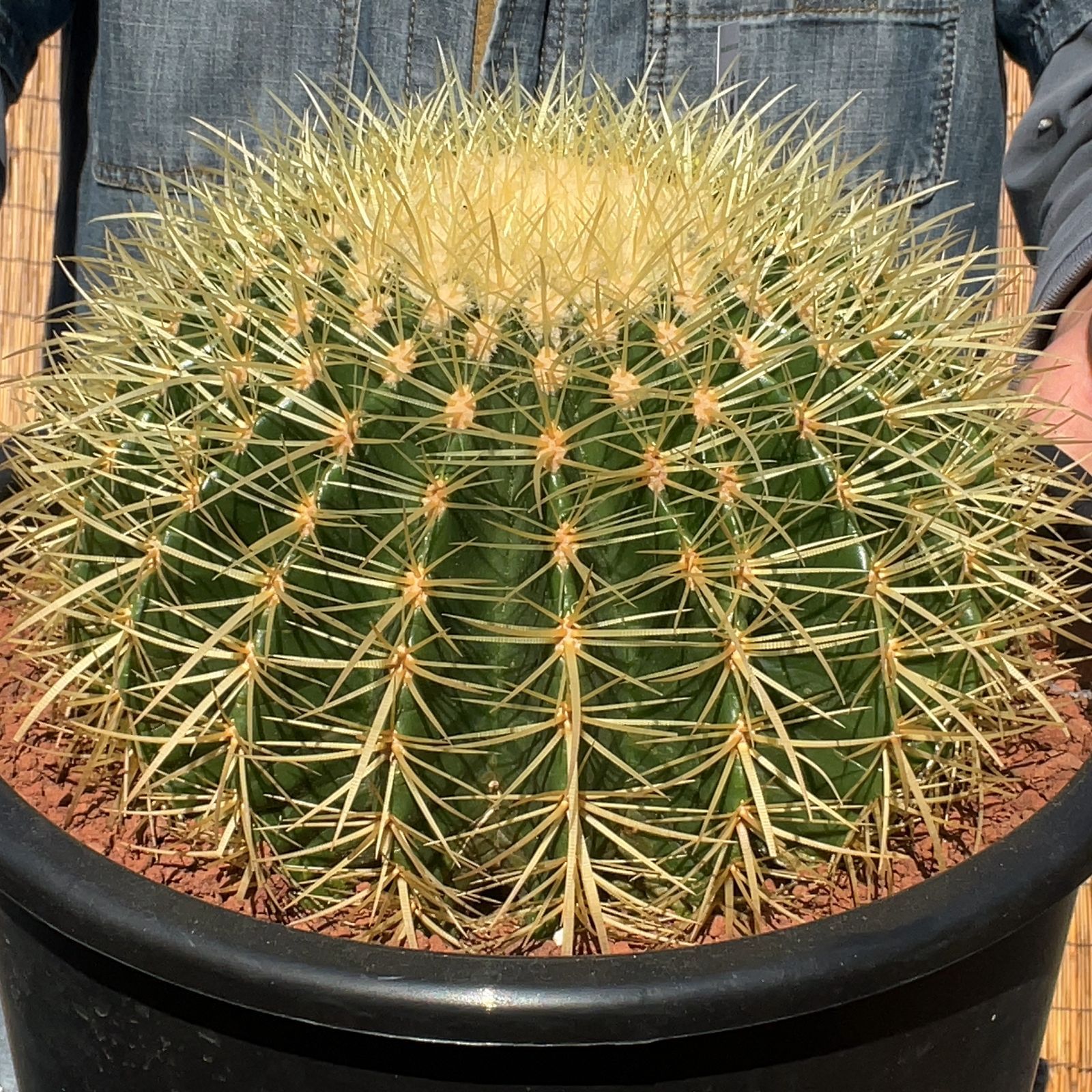 【鉢ごと発送】サボテンの王様！金色サボテン / 金鯱（キンシャチ）Golden barrel cactus / 8号 黒鉢【現品】M24-11-5-02