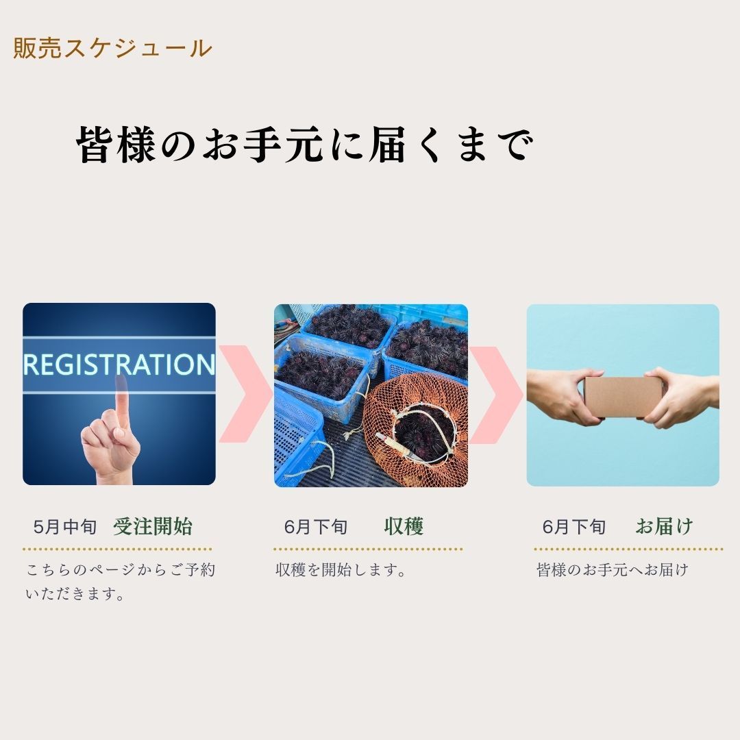 2パックセット ６月下旬発送