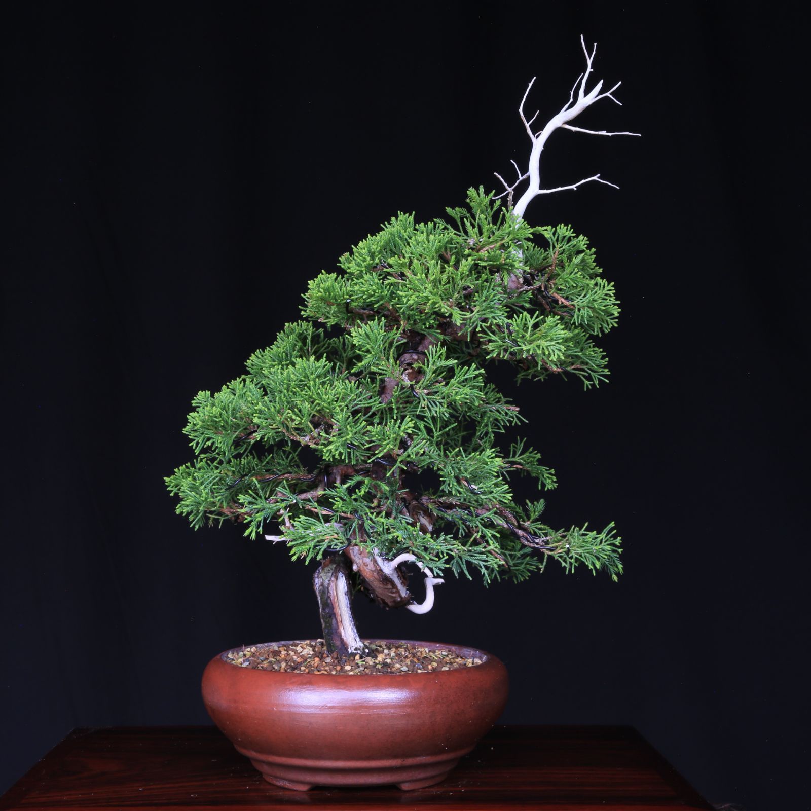 盆栽/山採り真柏(糸魚川)/小品盆栽/文人/松柏盆栽/ジン/シャリ