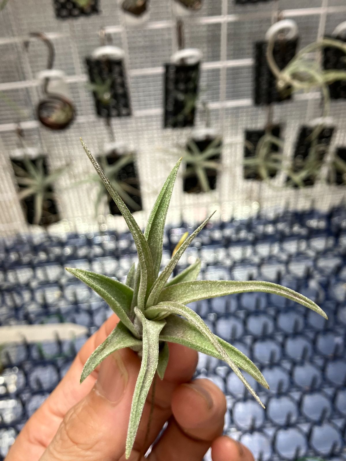 【ネコポス】 チランジア ストレプトフィラ Tillandsia streptophylla　キンクマ農園☆T0046