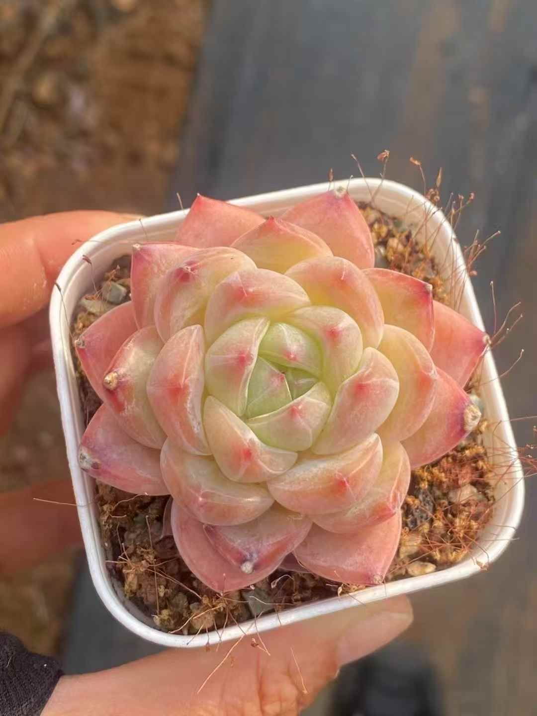 多肉植物　韓国苗　ピンクジェニー　木立　抜き苗 多肉植物 韓国苗 ピンクジェニー 木立 抜き苗