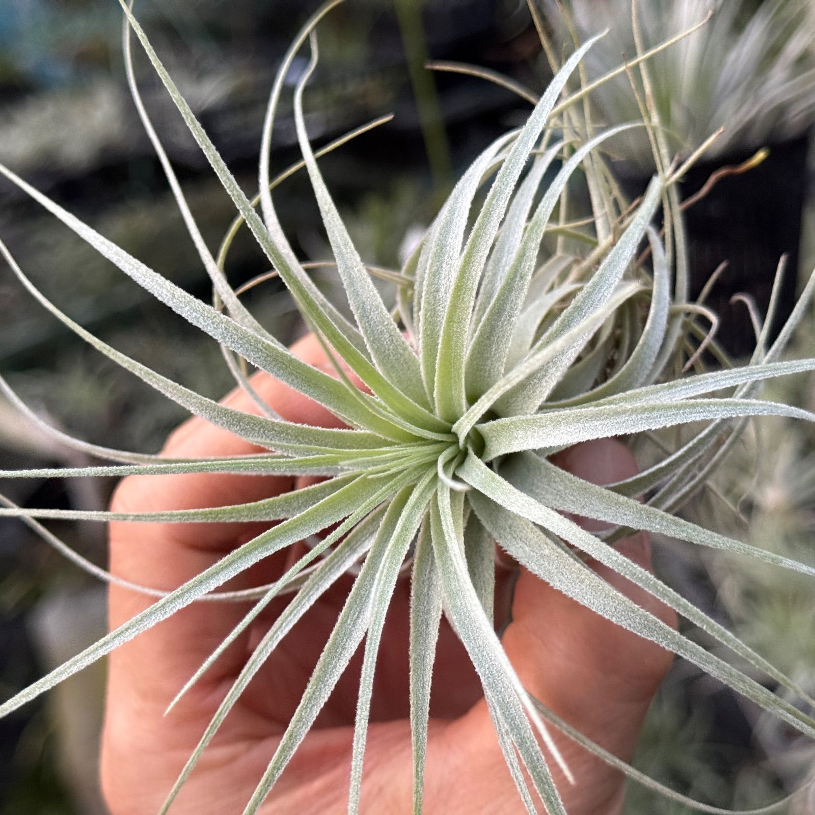 チャペウエンシス Tillandsia