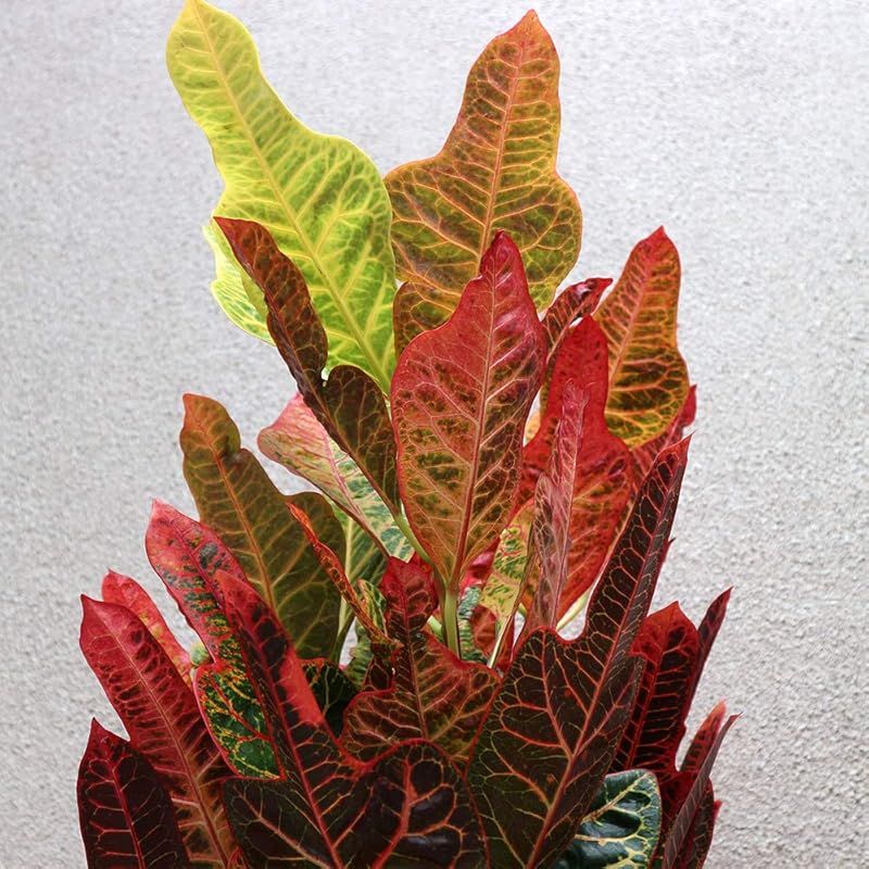 エクセレント 観葉植物