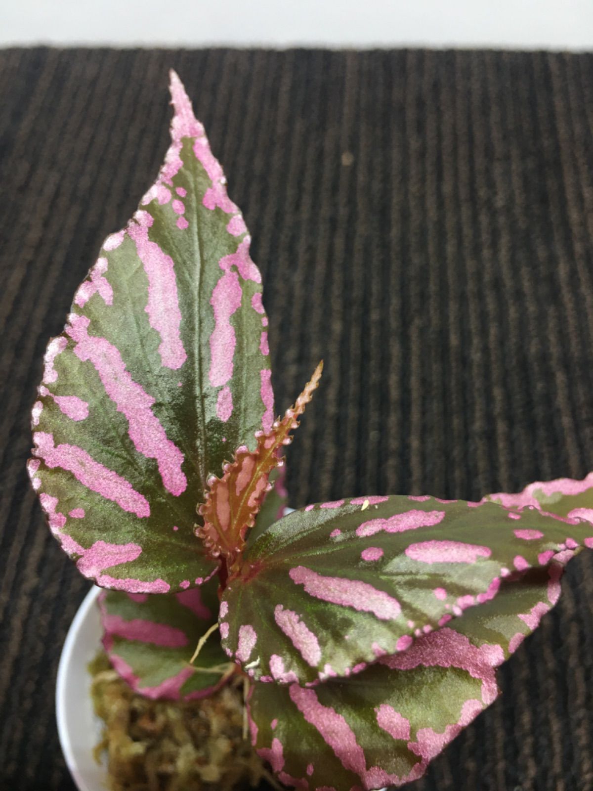 専用❣️Begonia sp. Julauベゴニア ジュラウ❣️A 原種ベゴニア-