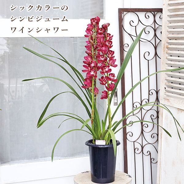 専用 シンビジウムとカラーのアレンジ クレイフラワー シンビジウム