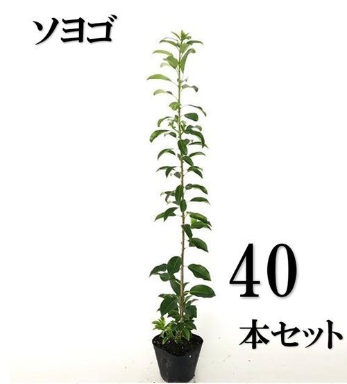40本セット ソヨゴ樹高0.5m前後10.5cmポット