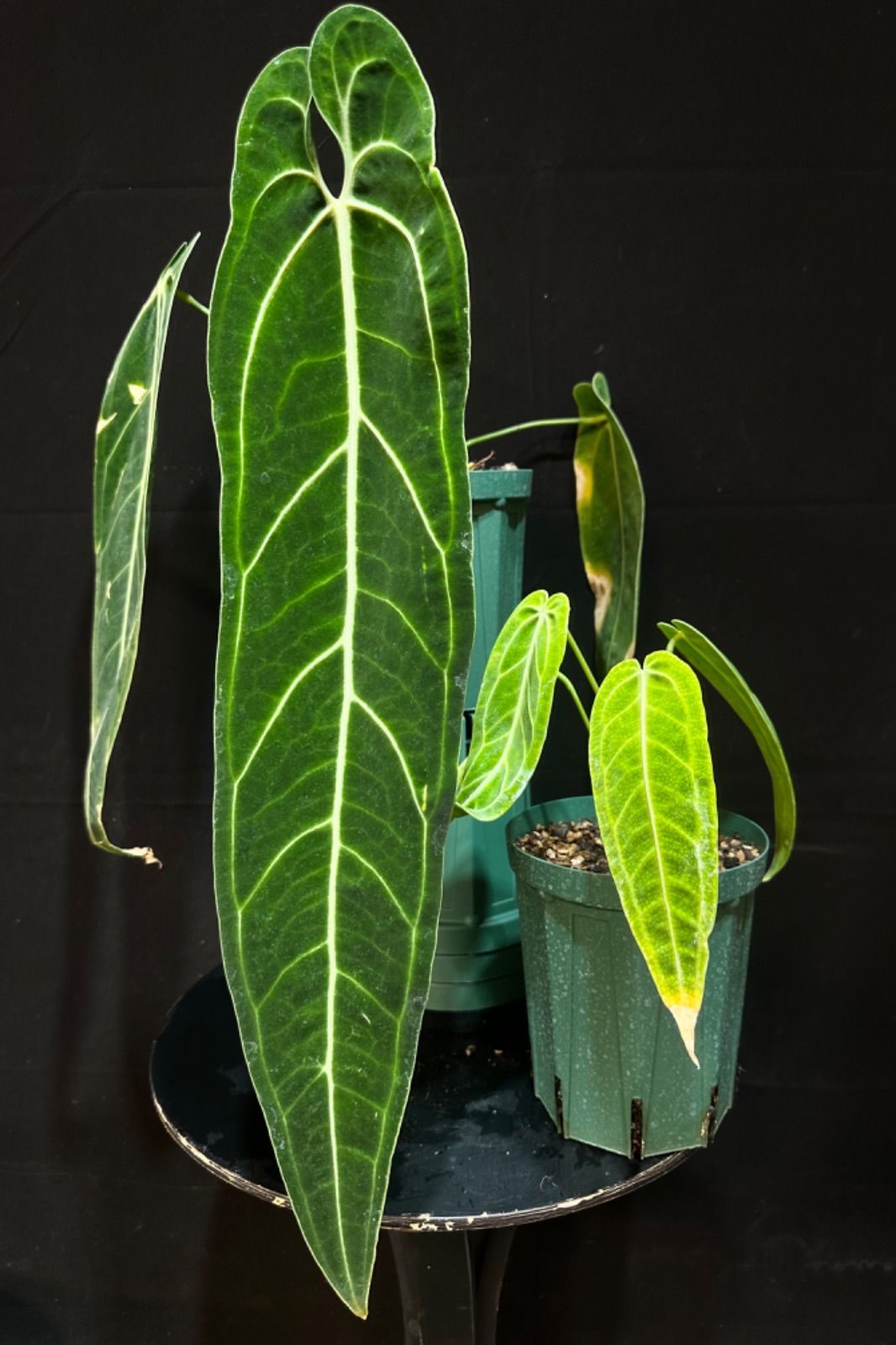 アンスリウム ワロクアーナム ダークナロー アンスリウム