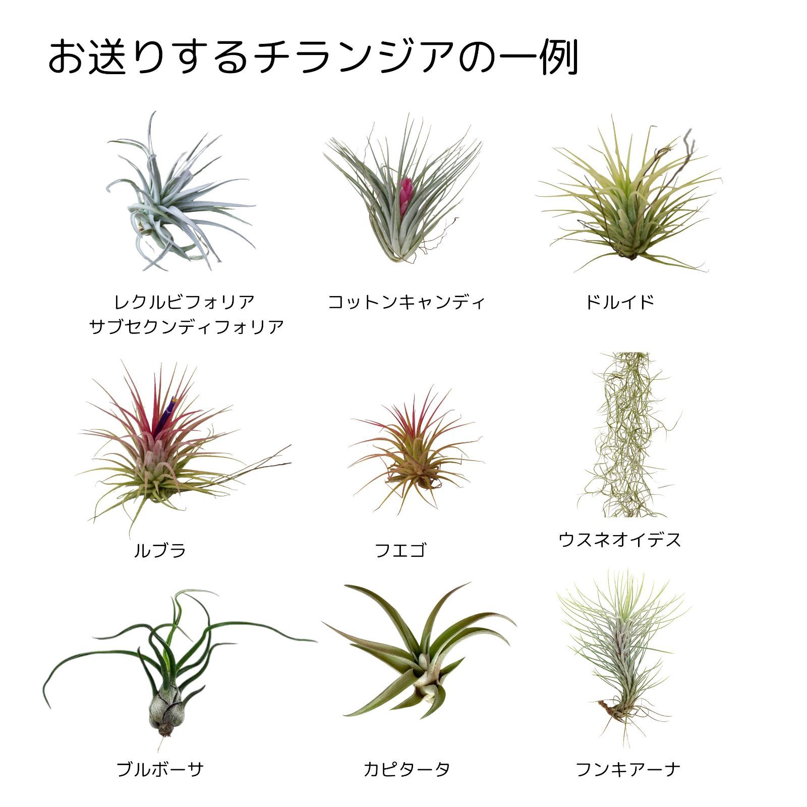折り師　イオナンタ セット　Tillandsiaチランジア エアープランツ 折り師様専用 イオナンタ セット Tillandsiaチランジア エアー