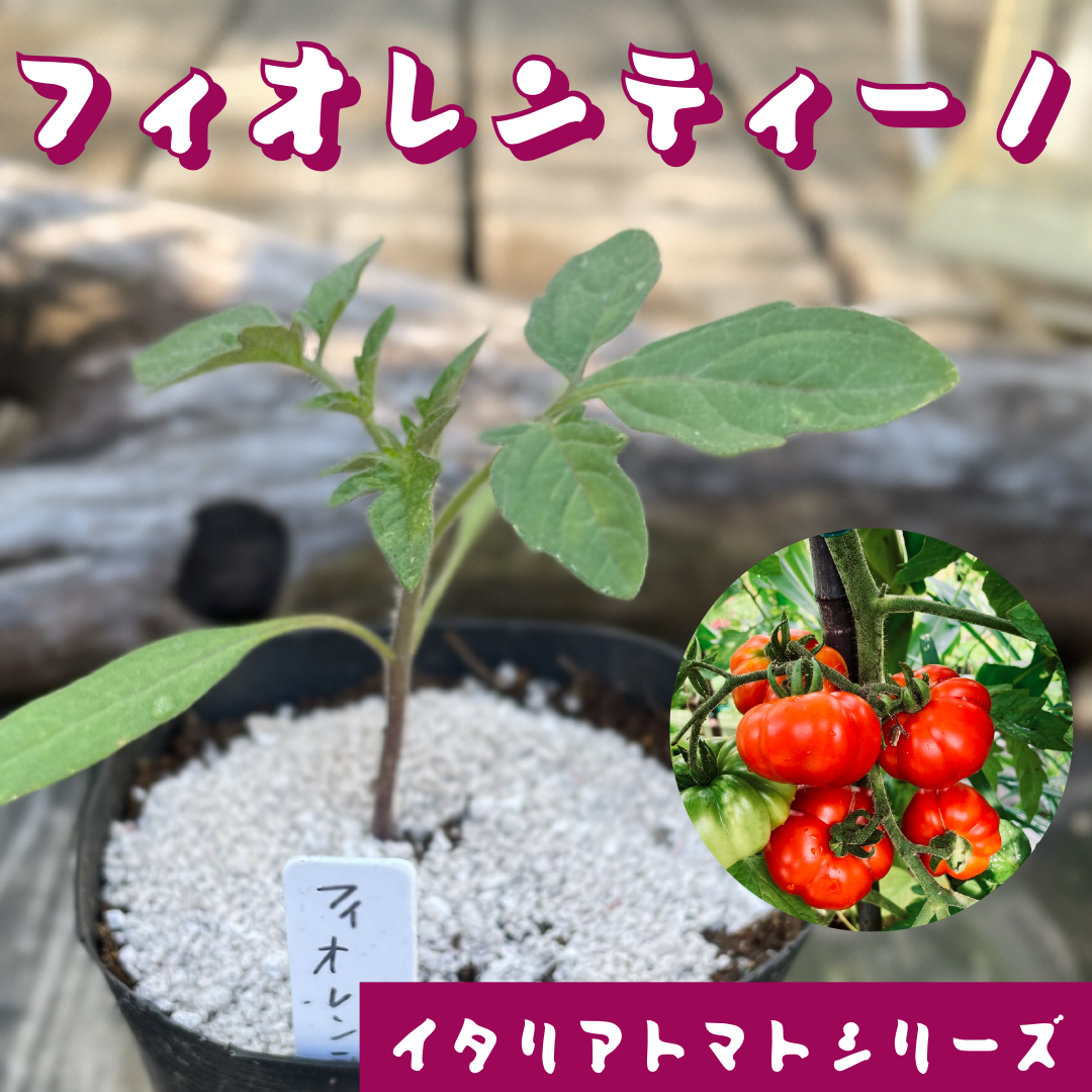 【スピード発送】イタリアントマト 苗 フィオレンティーノ 4株 無農薬野菜苗