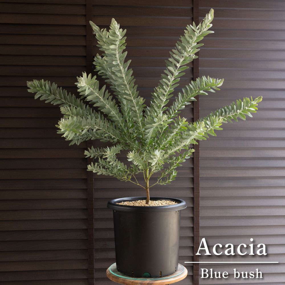 アカシア ブルーブッシュ 9号 Acacia Blue bush オージープランツ 庭木 植木 0608BK