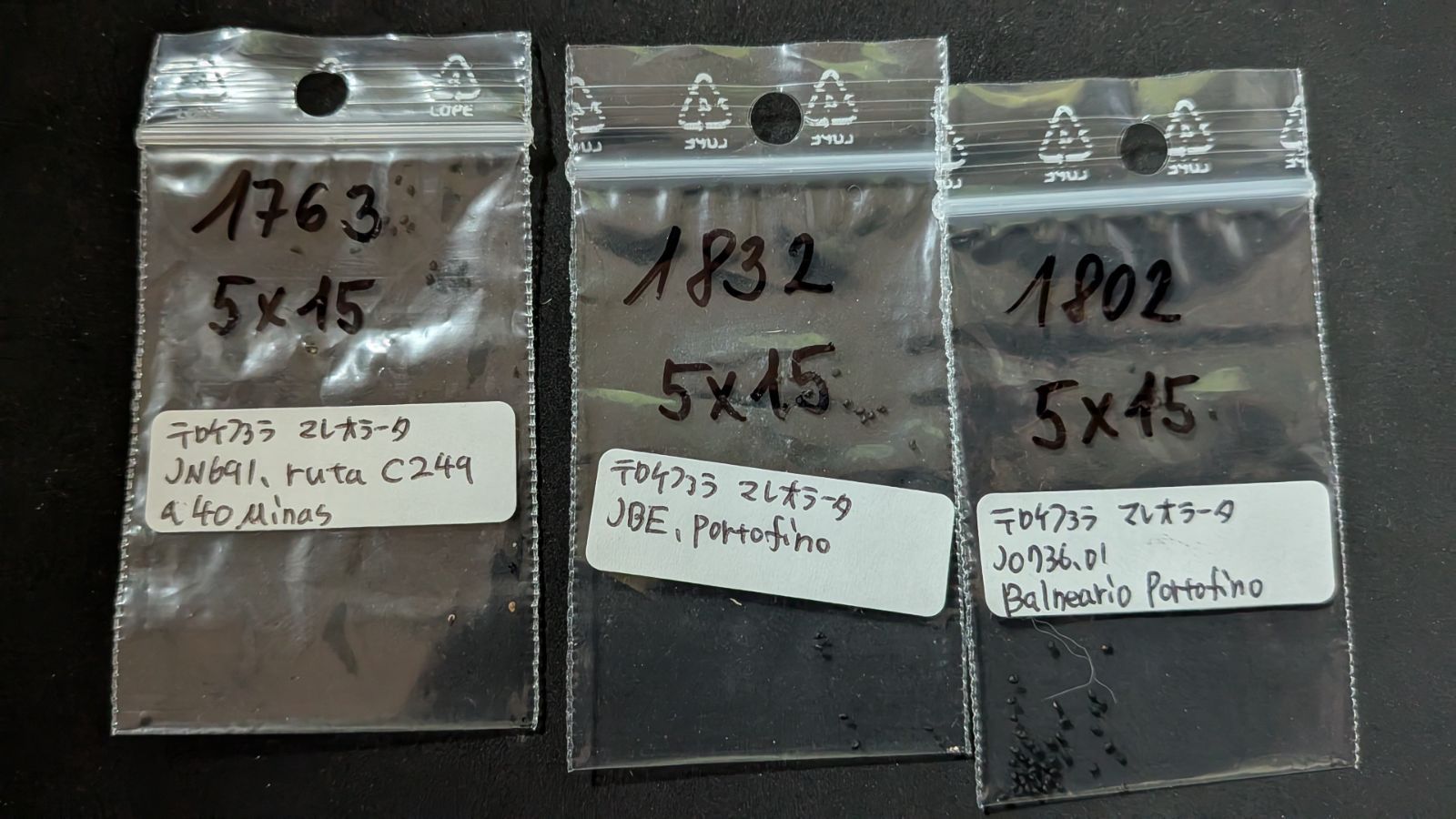 テロケファラ 産地や種類別 50種類セット 各15粒ずつ