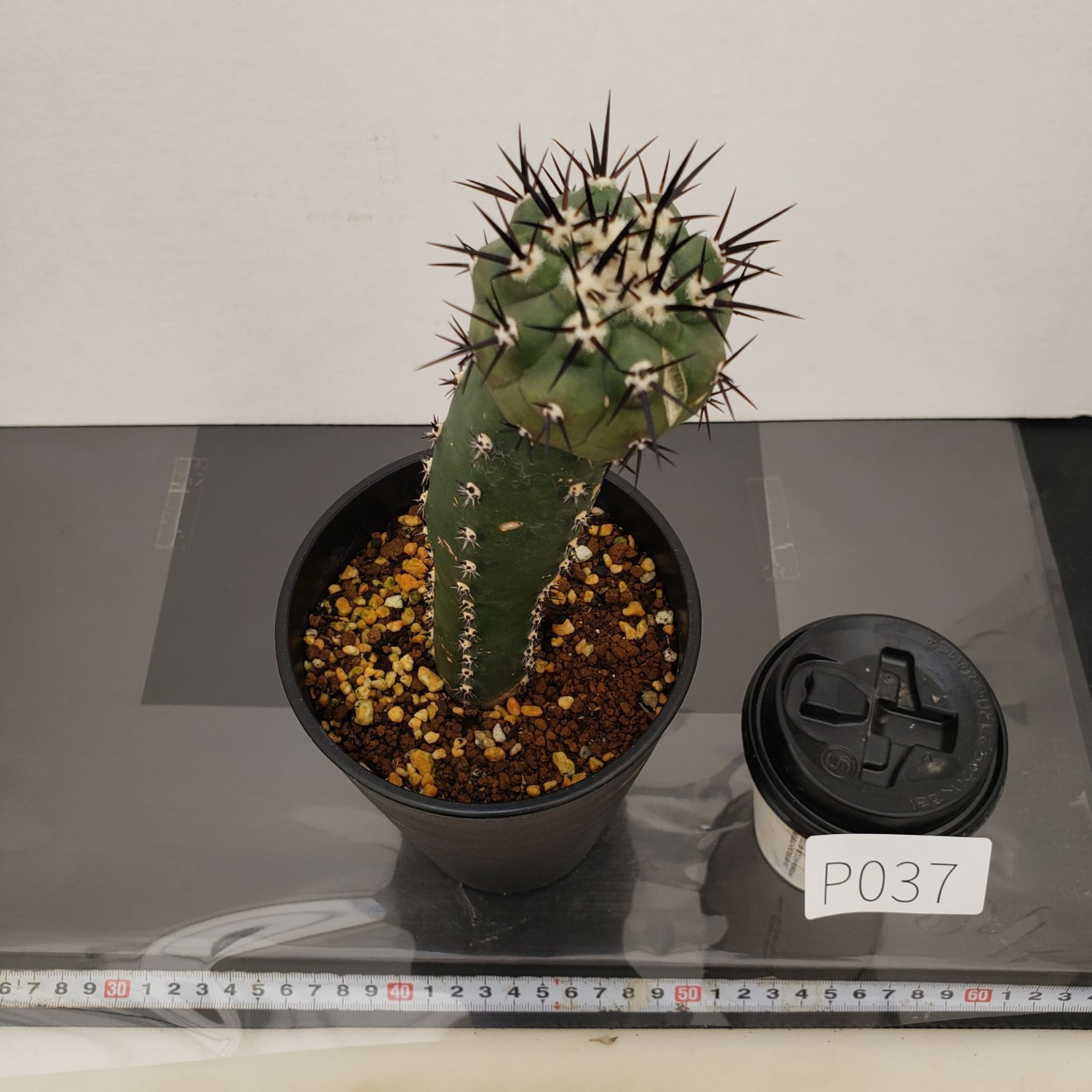 サボテン　コピアポア　黒王丸　シネレア　古株 Copiapoa cinerea コピアポア シネレア 黒王丸 サボテン