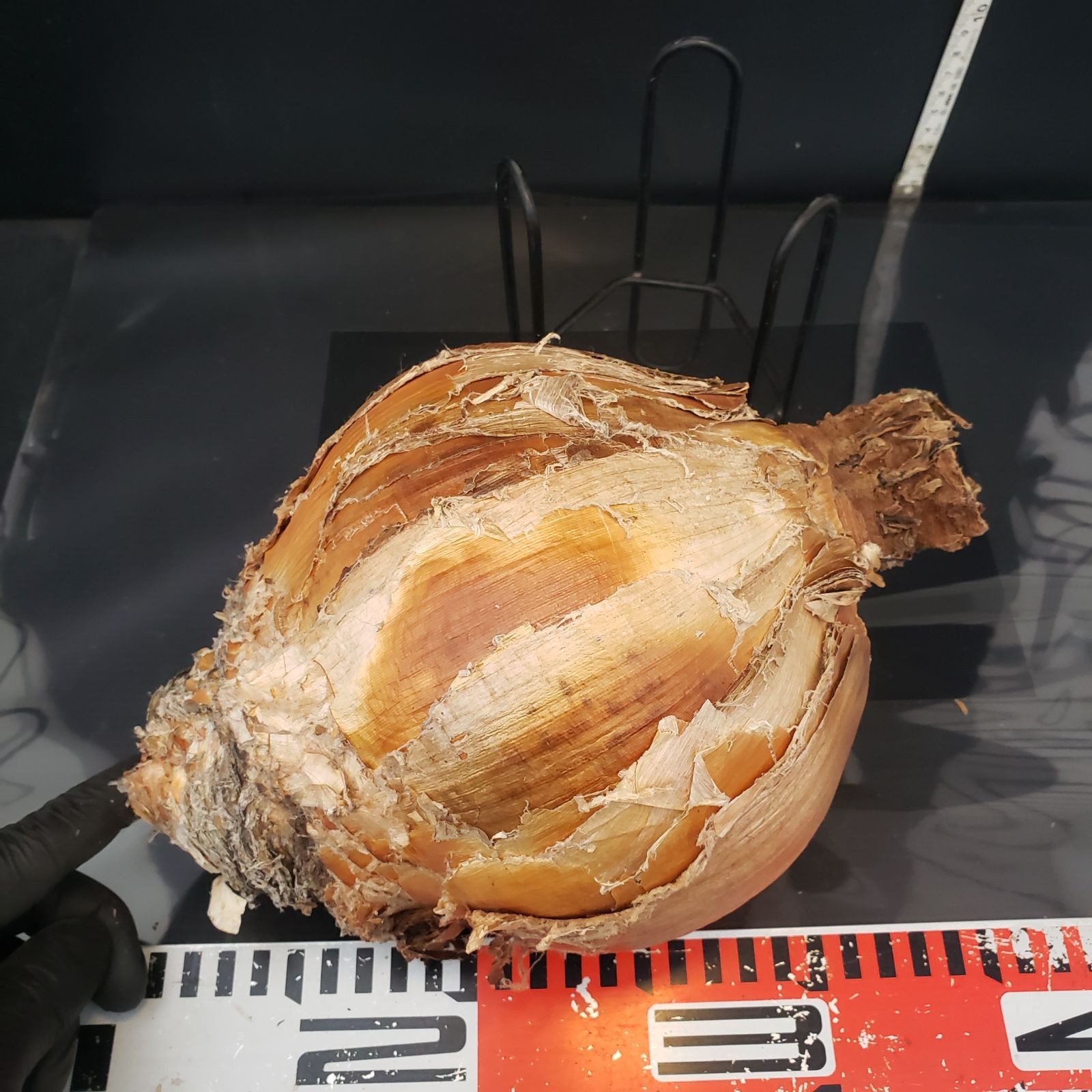 Z400 最新到着 Boophane ハエマンソイデス 現地球 抜き苗 球根植物 ブーファン ハエマンソイデス YUZUMIYA_COM