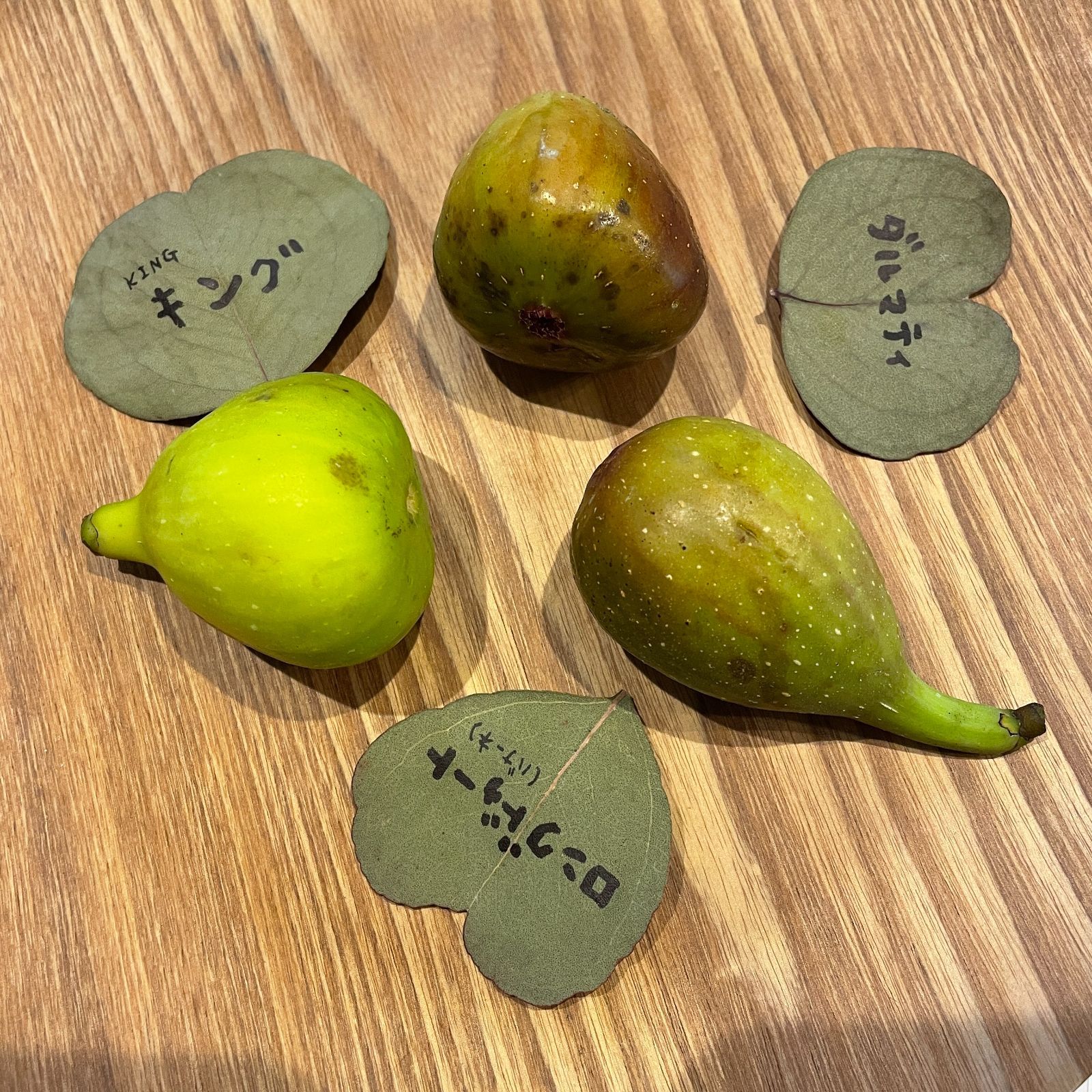 高糖度 特大果 イチジク ロングドゥート 苗木