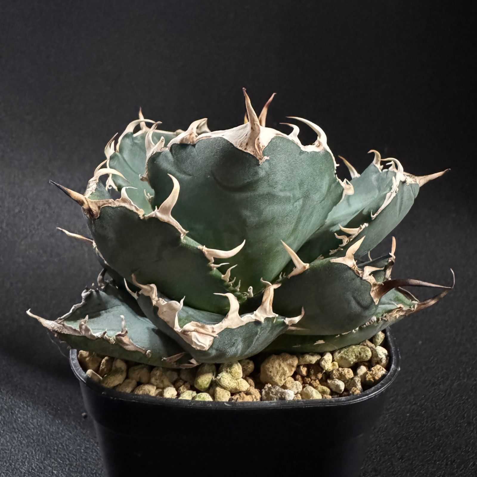 アガベホリダ鉢ごと発送 アガベホリダ中株③ 鉢ごと発送 検索用）狂刺 短