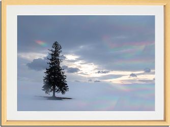 クリスマスツリーの木 3部