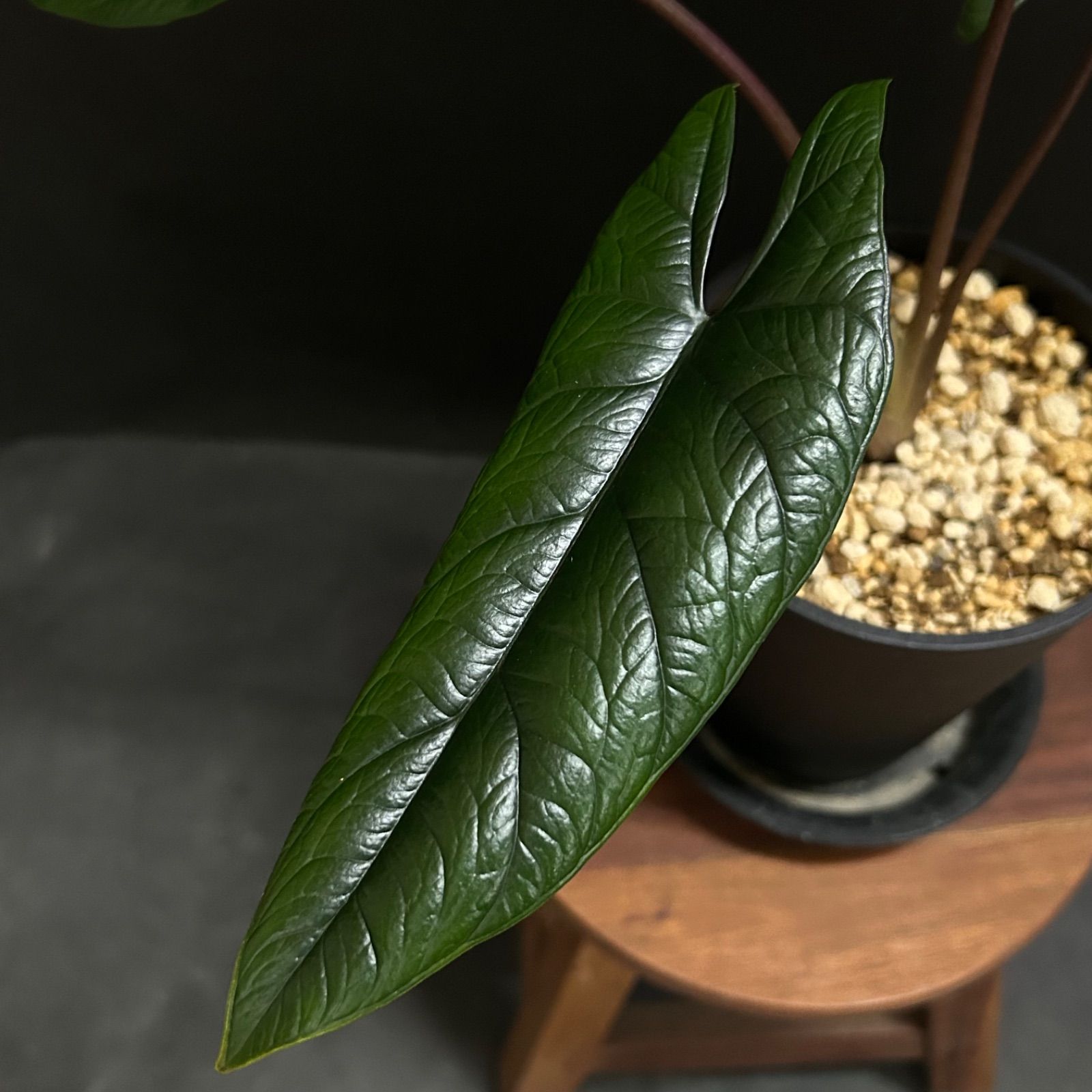 ワイルドな美品】アロカシア スカルプラム #2 / 観葉植物