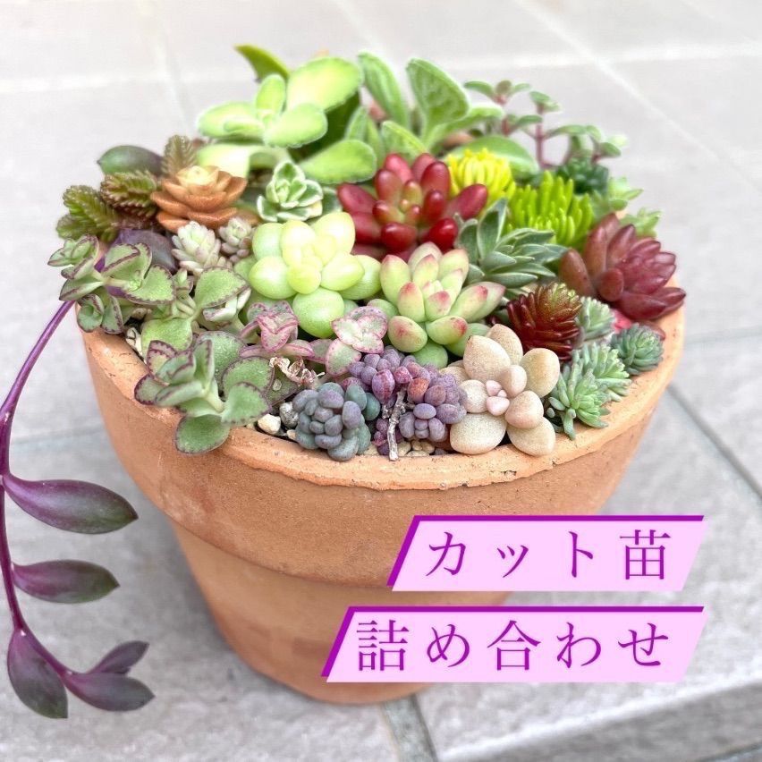 ☆レアセダム入り☆多肉植物寄せ植えセット☆カット苗詰め合わせ