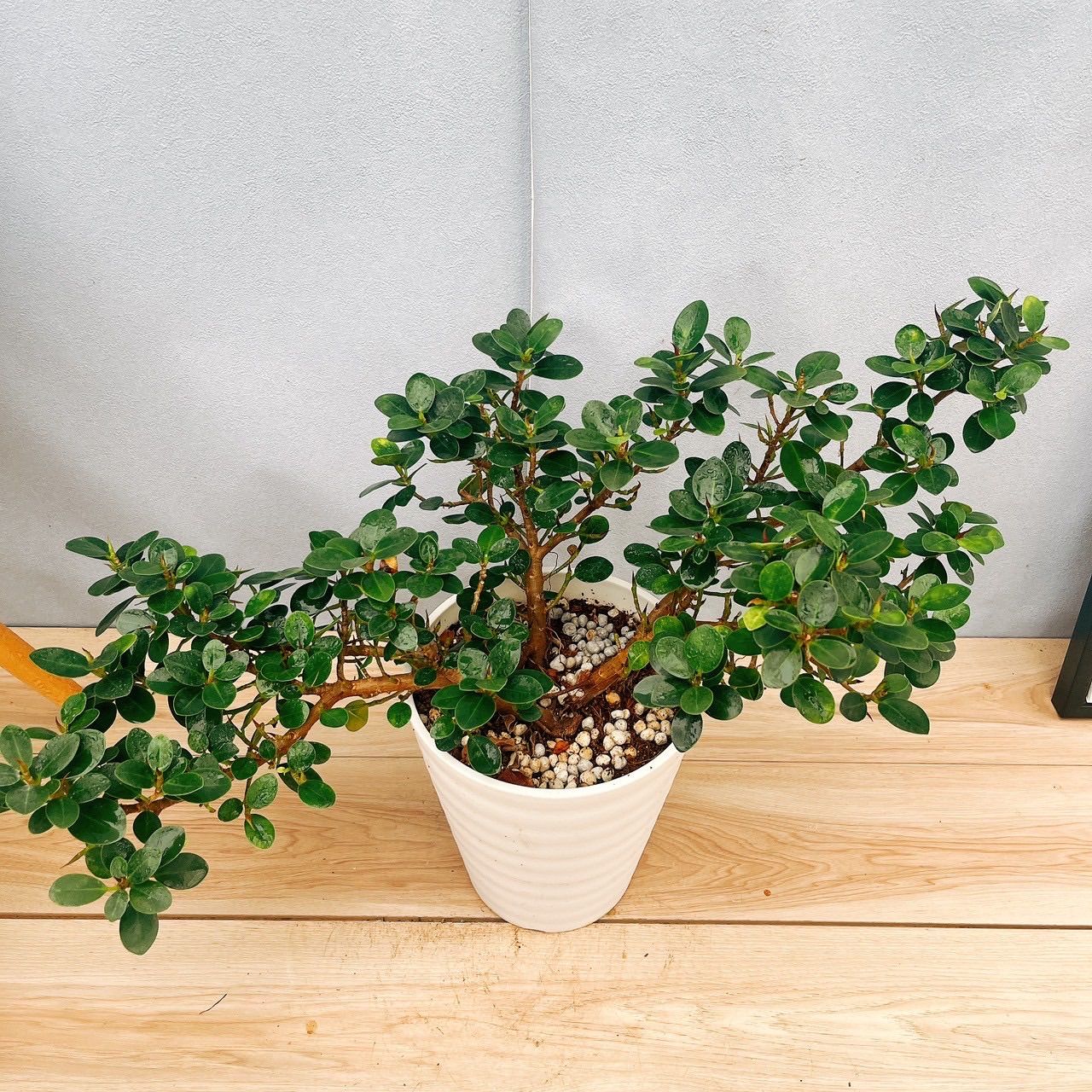 現品］【希少】50番T パンダガジュマル 7号 観葉植物 室内 レア