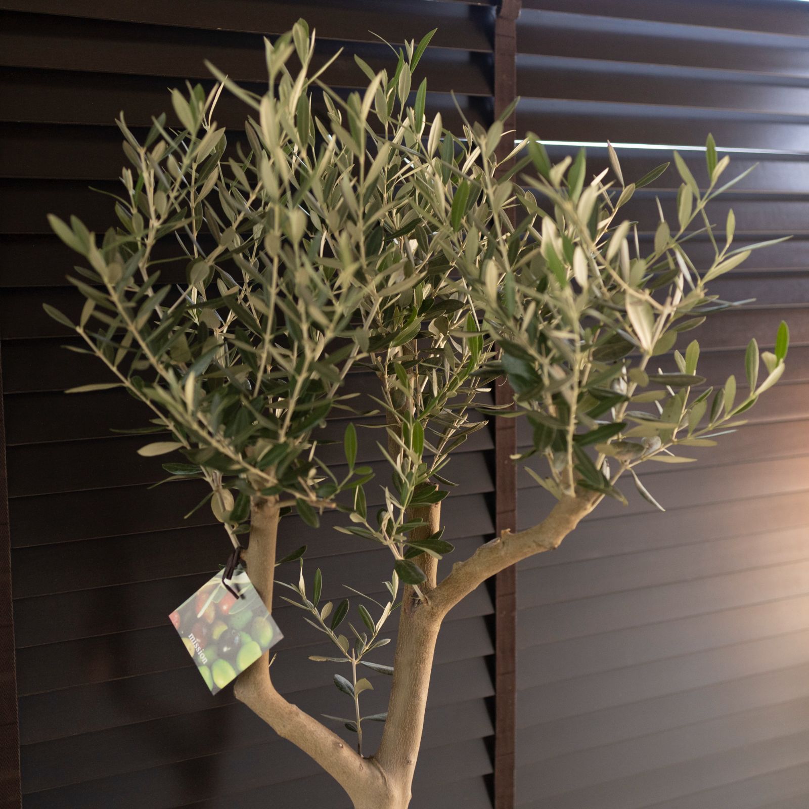 【SOUJU】9号鉢　オリーブ　オリーブの木　ミッション　極太　幹太　植木 創樹 オリーブの木 SOUJU 幹太 Mission ミッション 9号 陶器鉢