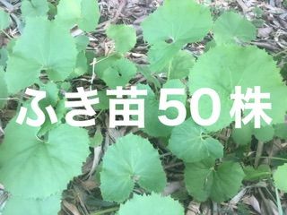 ⭐️ふき苗50株⭐️ふきのとう苗 フキ苗 山蕗苗 野蕗苗 蕗の薹苗 フキノトウ苗 ふき フキ 蕗 蕗苗 山菜 山菜苗 野草 野草苗 天然 - メルカリ