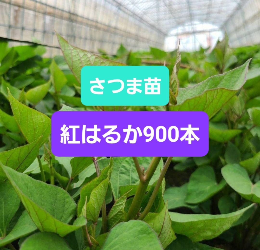 さつまいも苗 紅はるか 900本