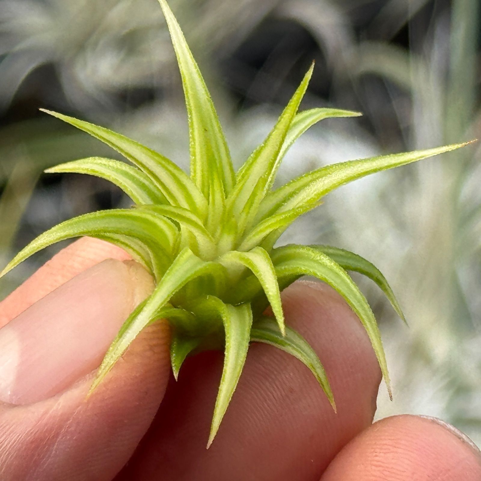 ionantha