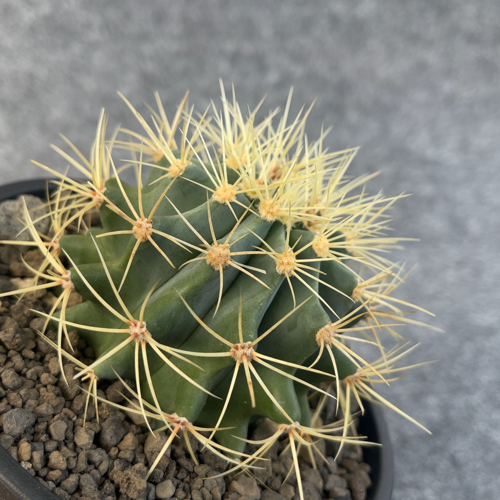 鉢ごと発送】サボテン 王冠竜(おうかんりゅう) Ferocactus