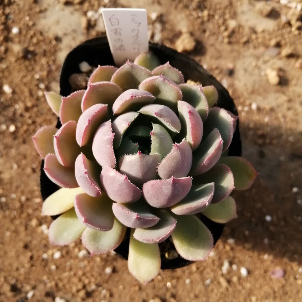 ミックスベリア おらいさん葉挿し♡ももりん ブルーベリームーン 白雪の渚 夕波 ③おらいさん苗ミックスベリア図鑑完全版 2024年コンプリート