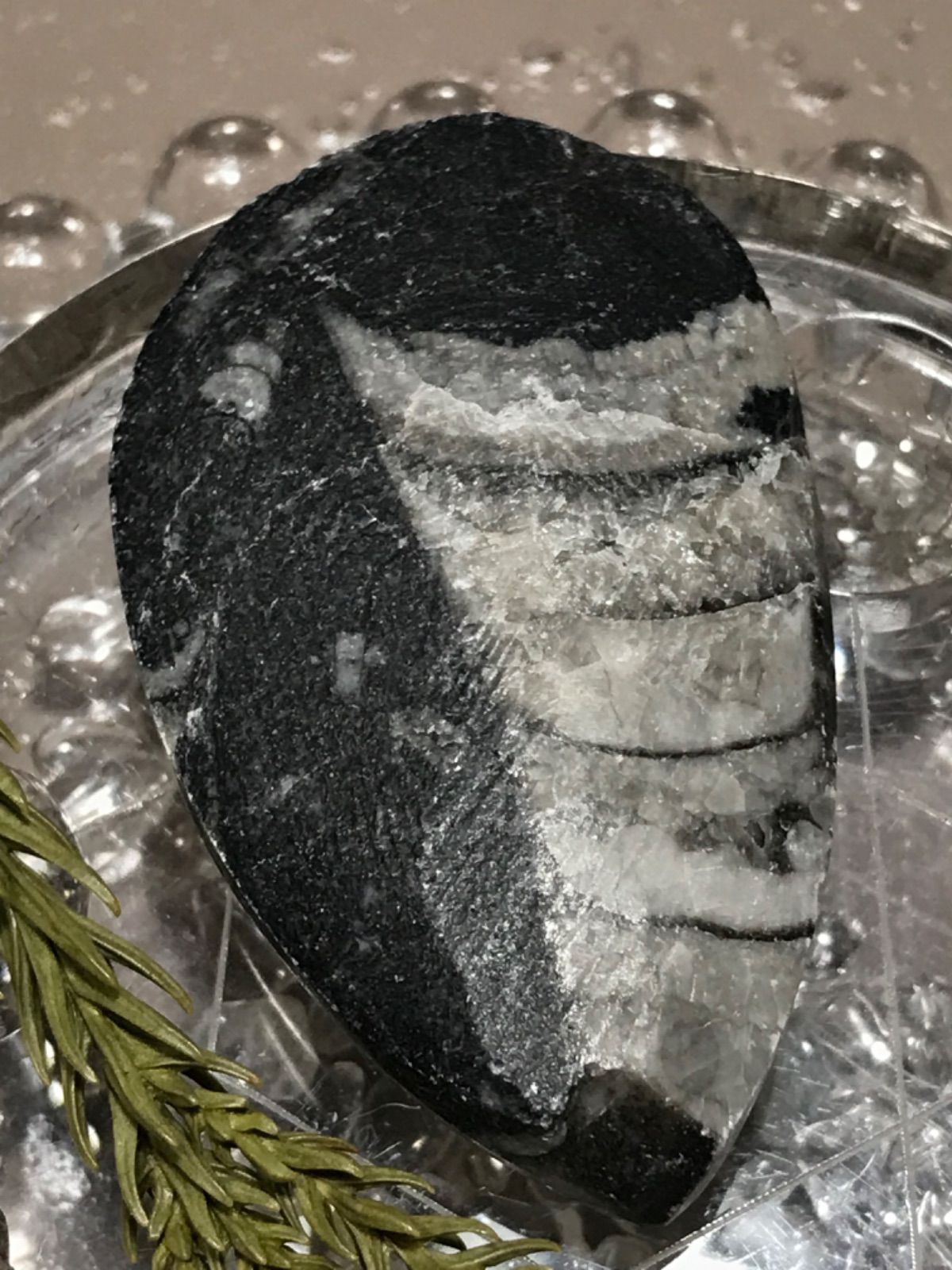 ◇モロッコ産【オルソセラス/直角貝】古生代デボン紀/約5億〜2億5千万