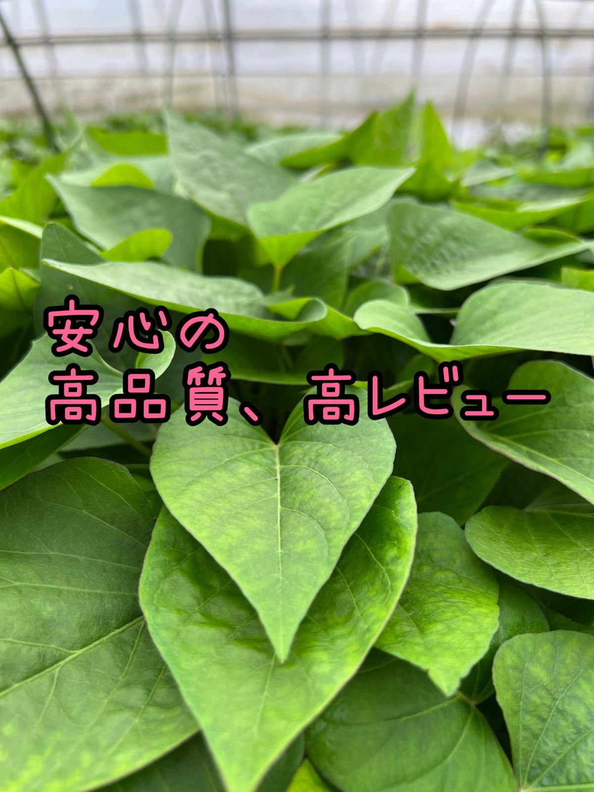 紅はるか苗