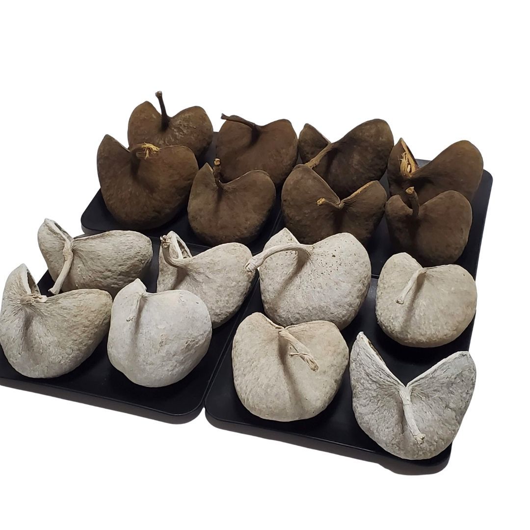 ウォッシュホワイト＆ナチュラル 大地農園