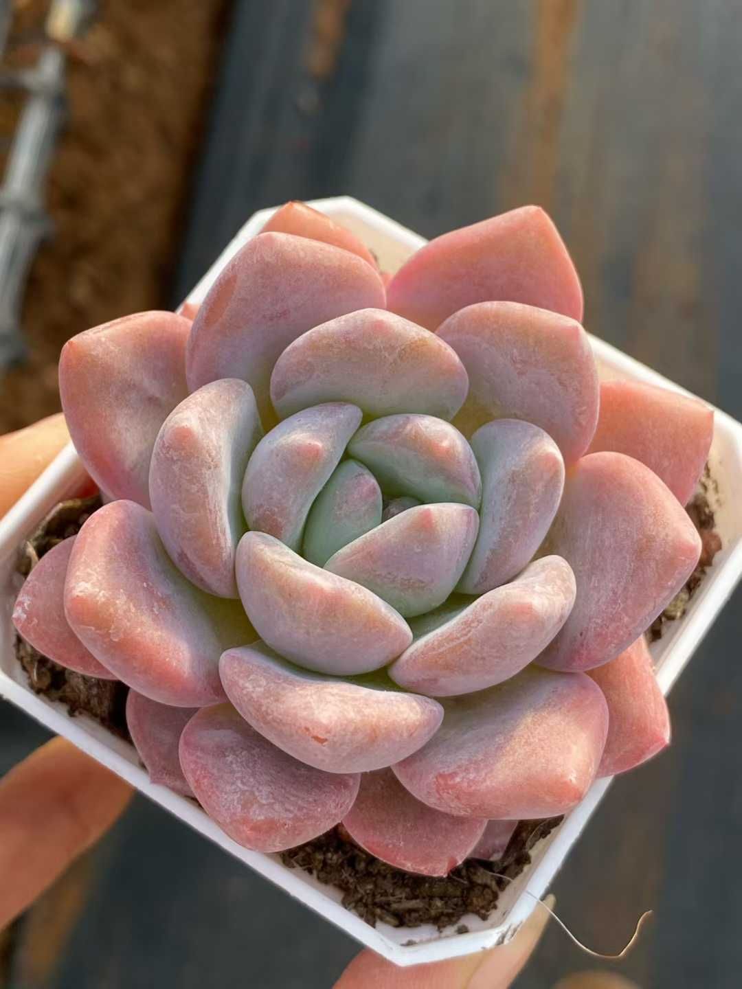 50株の抜き苗セット スイートハート 多肉植物 佐川急便発送 エケベリア 韓国苗 QS1168