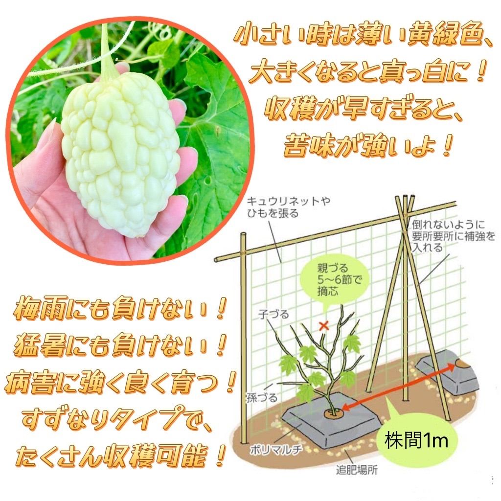 ☆台湾アップルゴーヤ☆ 種子3粒330円 白くて丸い小型ゴーヤ 珍しい 