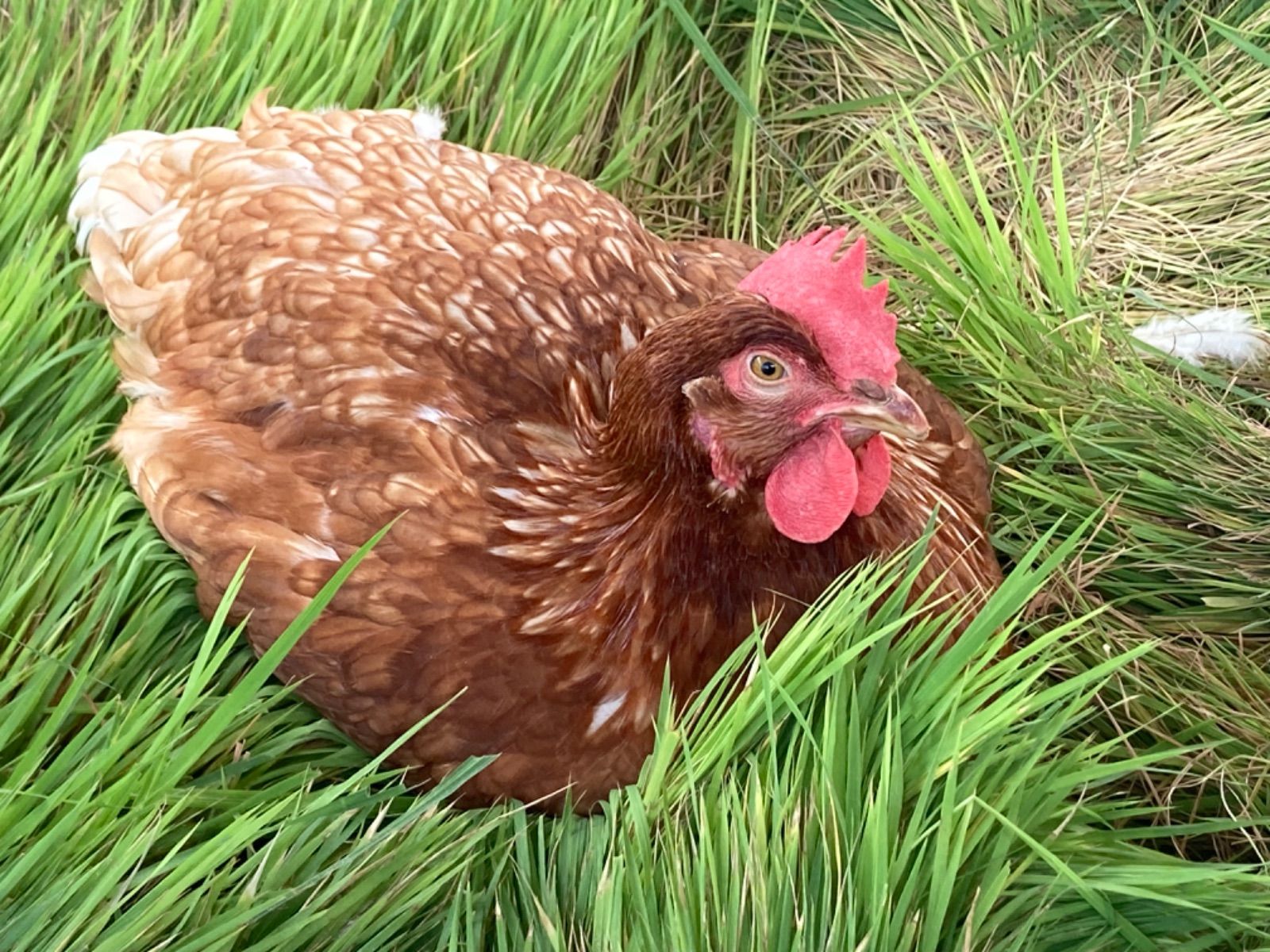 純国産鶏もみじ 平飼い卵 30個 - メルカリ