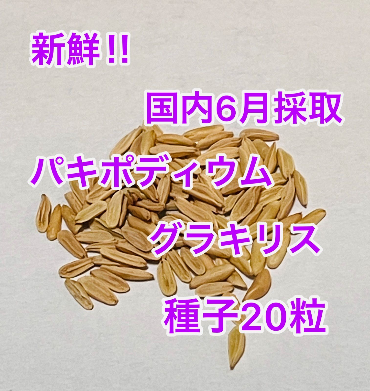 パキポディウム アンボンゲンセ | STELLA.PLANTS
