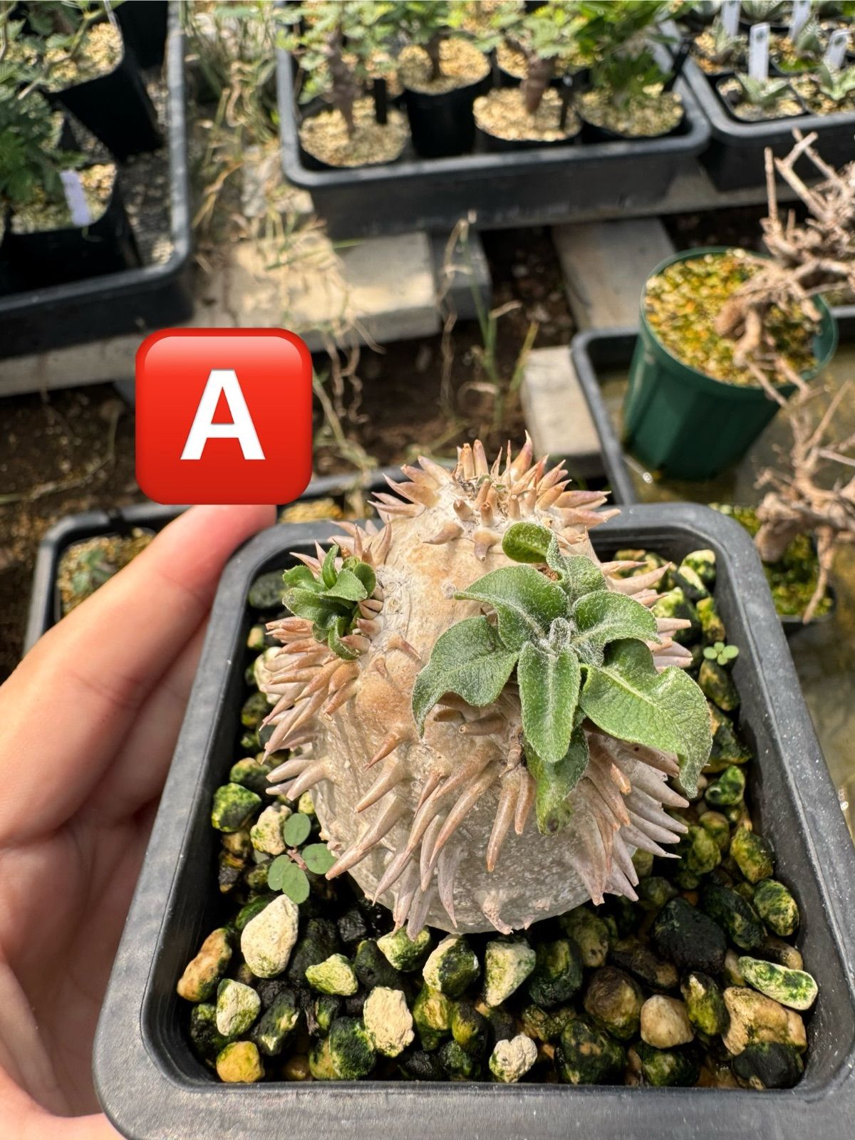 ⚠️ton様専用】パキポディウム デンシカウレ オンライン 恵比寿大黒9，A