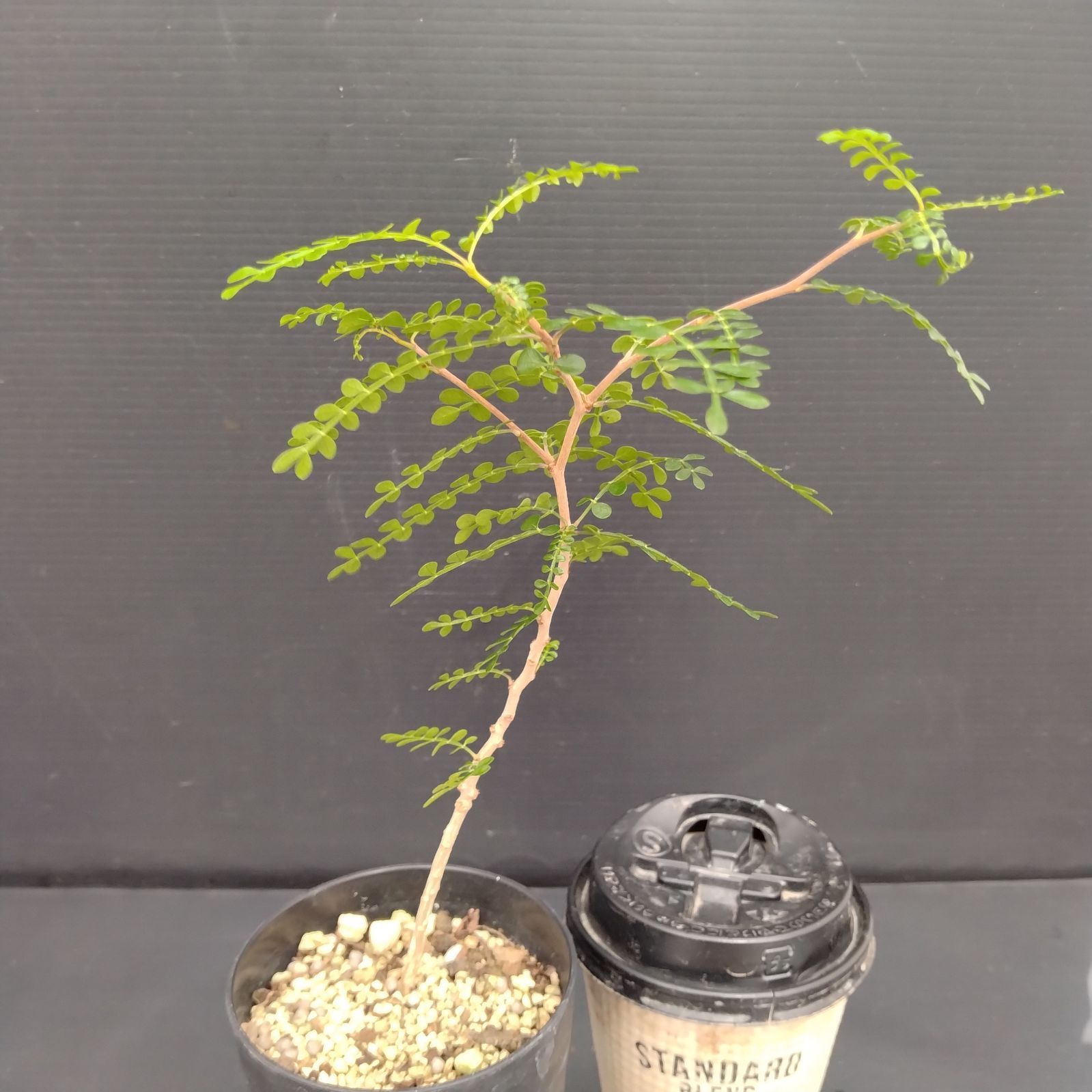 オペルクリカリア パキプス 国内実生株　3年目　① 塊根植物 オペルクリカリア パキプス 実生3年 | BRIDGE GARDEN