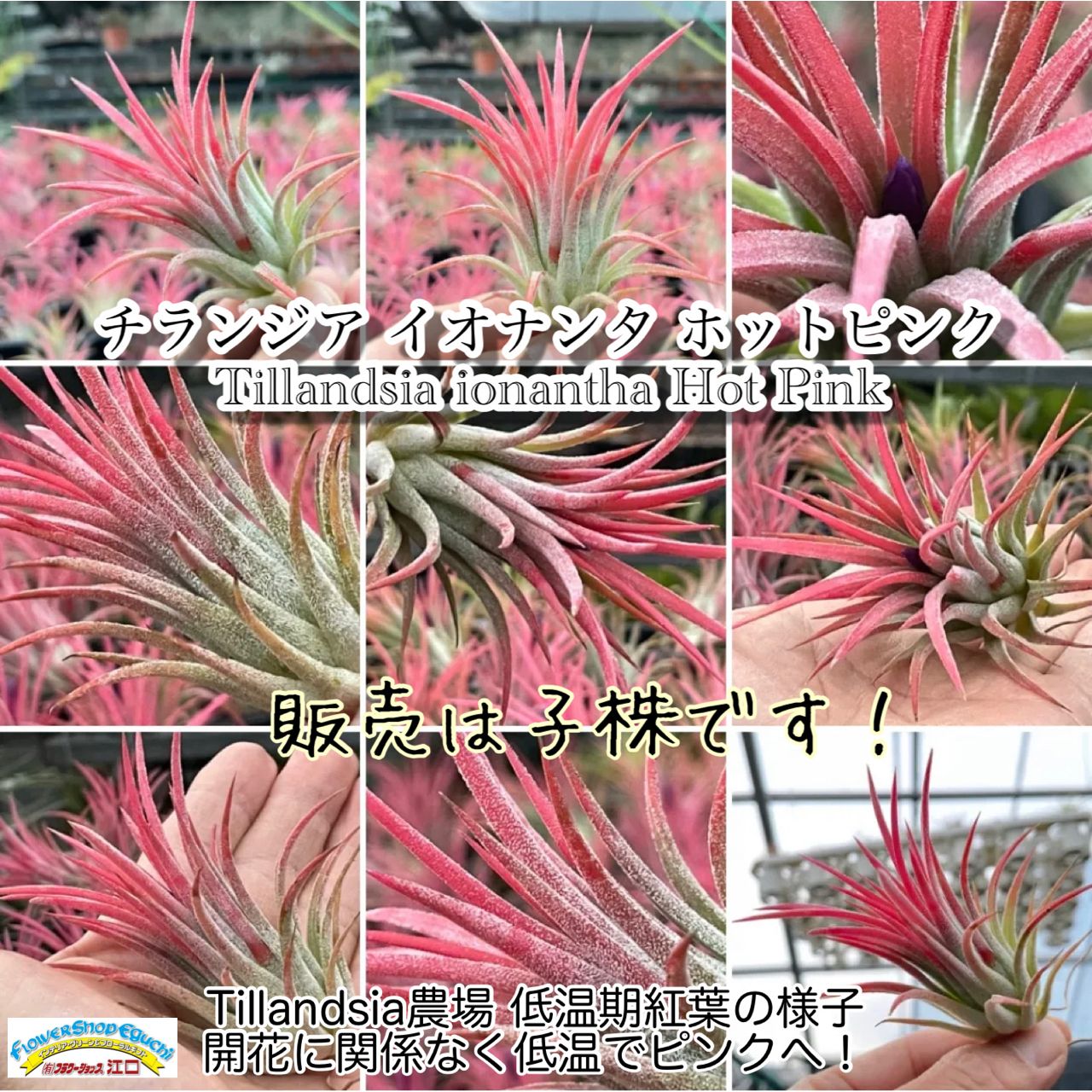 チランジア イオナンタ ホットピンク Tillandsia ionantha Hot Pink