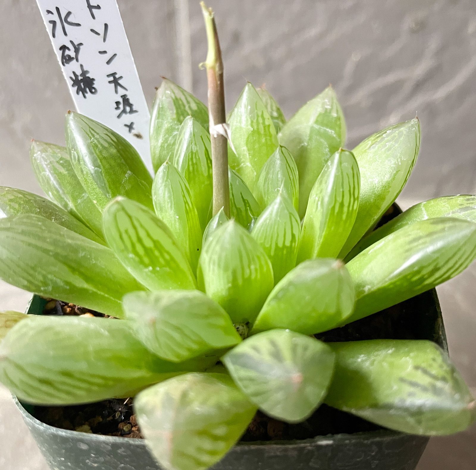 多肉植物 ハオルチア 自家交配株 ドドソン天涯 × 氷砂糖 鉢植えらくらくメルカリ便発送 230 - メルカリ