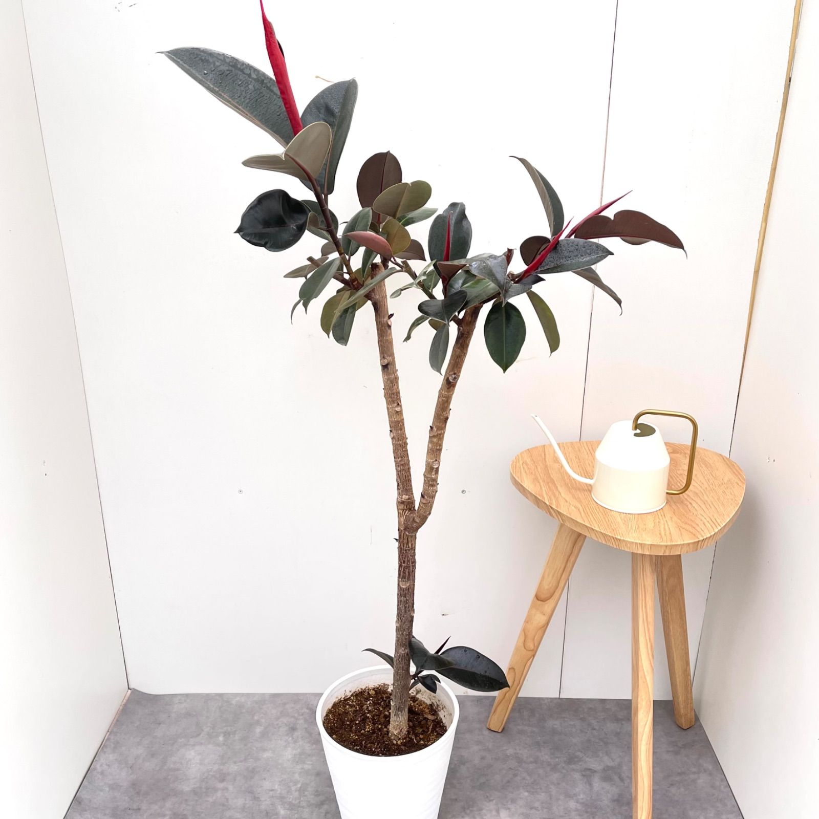 現品　フィカス　ゴムの木　グランディス　ブラウン　35番　曲がり　特大　希少 現品 フィカス ゴムの木 グランディス ブラウン 35番 曲がり 特大 希少