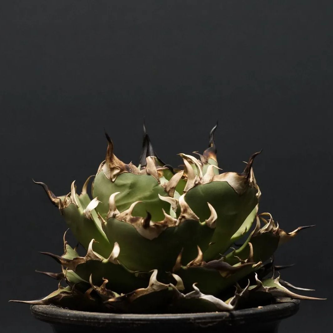 アガベ チタノタ ハデス Agave titanota Hades 恐竜牙歯（小株