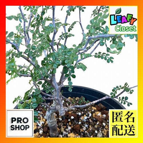 オペルクリカリア パキプス根差し コーデックス 塊根植物 塊根植物 オペルクリカリア パキプス 4.5号ロング黒鉢(現品