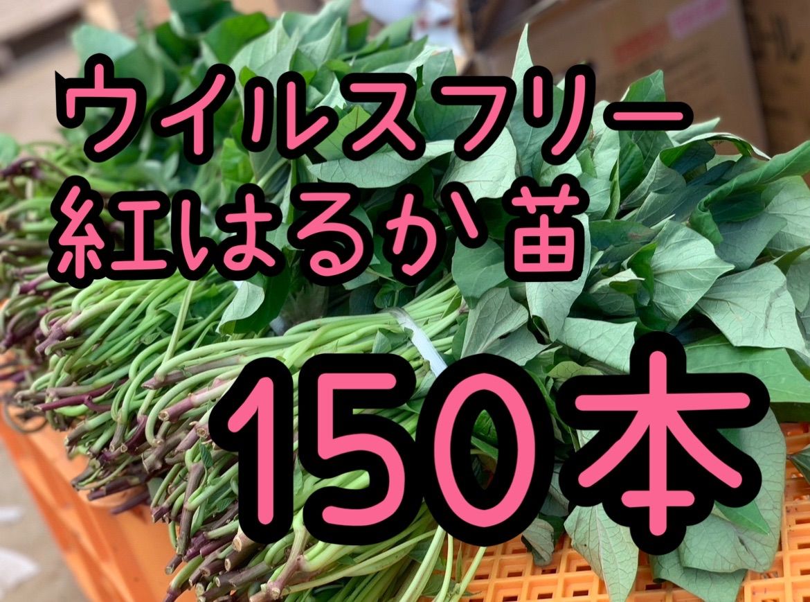 予約受付中 紅はるか苗 ウイルスフリー 150本 4月下旬から発送開始