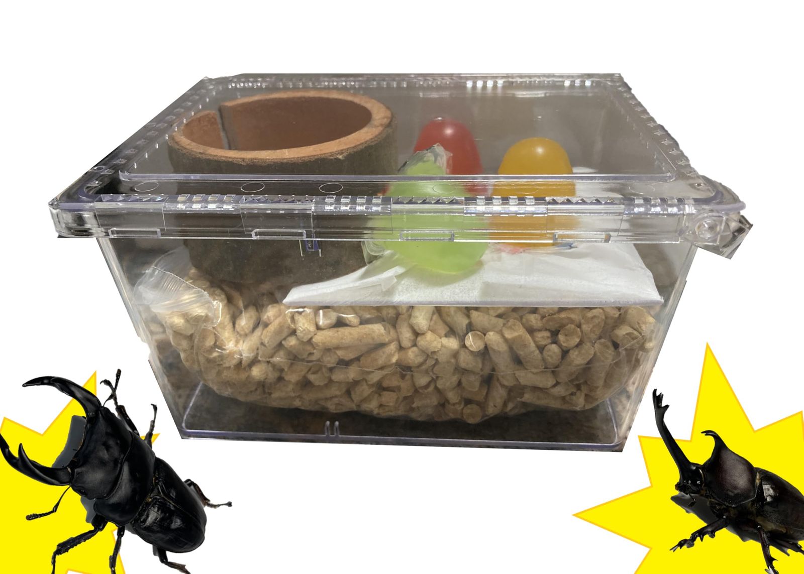 クワガタ・カブトムシ昆虫飼育セット 昆虫飼育キット クリア