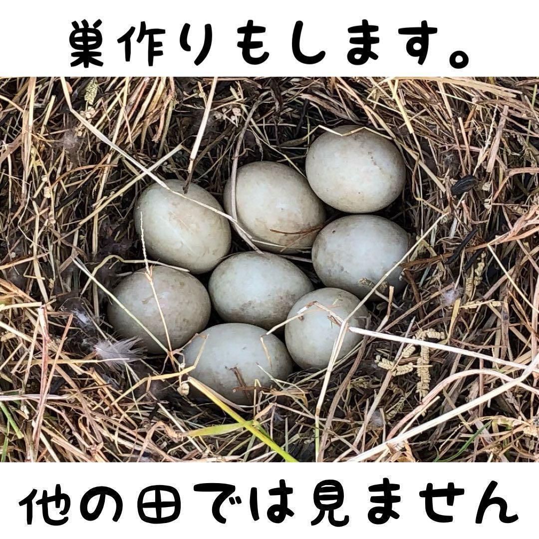 トマト300gのセット